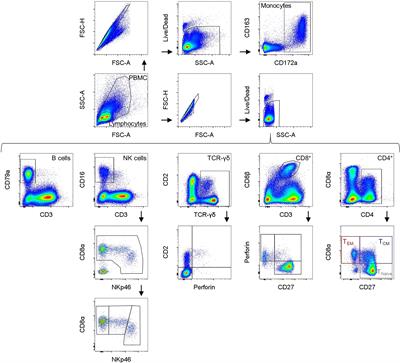 Characterization of the immune system of Ellegaard Göttingen Minipigs - An important large animal model in experimental medicine